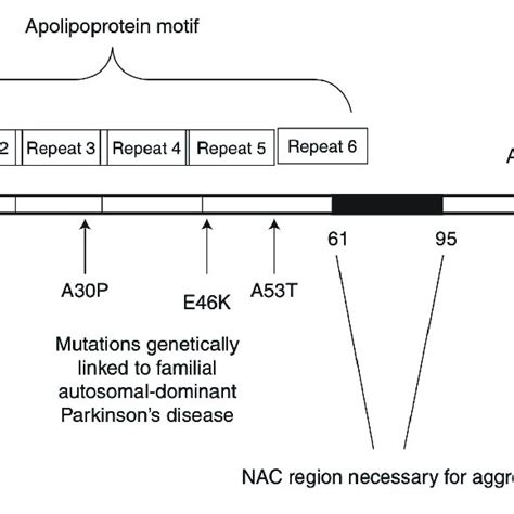 | Schematic structure of α-synuclein. Reprinted from Stefanis (2012 ...