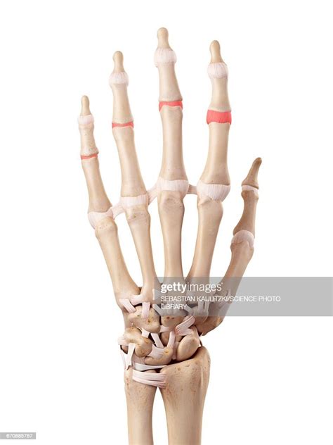 Human Hand Anatomy High-Res Vector Graphic - Getty Images