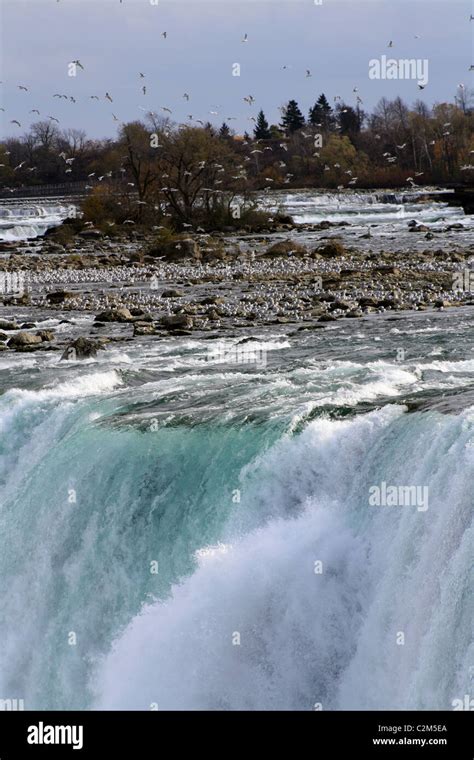 Niagara Falls And Seagulls Niagra Canada 31 October 2010 Stock Photo