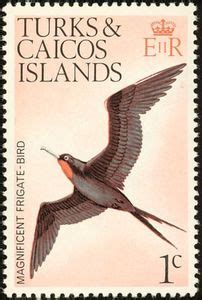 Stamp Magnificent Frigatebird Fregata Magnificens Turks And Caicos