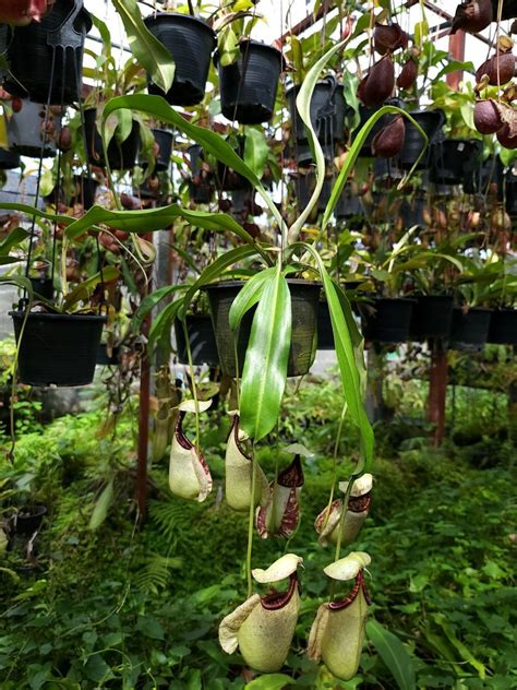 Nepenthes Rafflesiana White