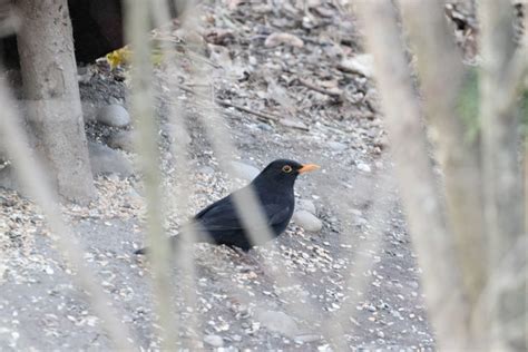 Eurasian Blackbird From V Hringen Deutschland On February At