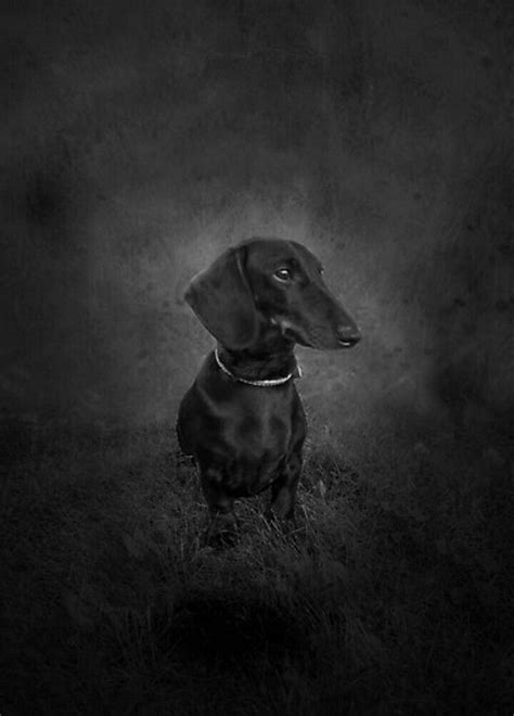 Dachshund Dachshund Dog Dachshund Love Dachshund Art