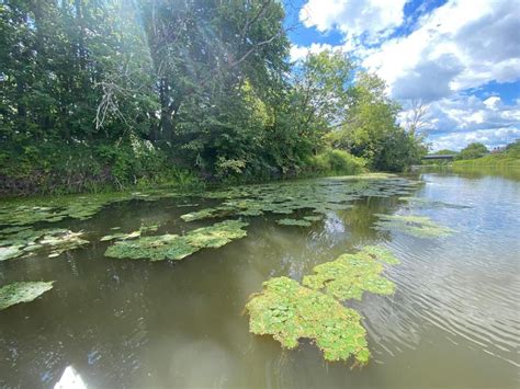 European Water Chestnut Rapid Response Program Invasive Species Centre