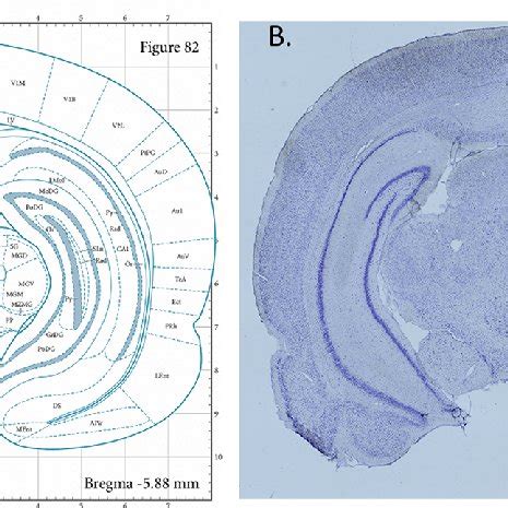 Histological Verification Of Inserted Needle Placement After Behavioral