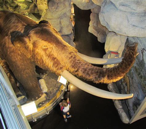 Path Of The Mastodon San Bernardino County Museum