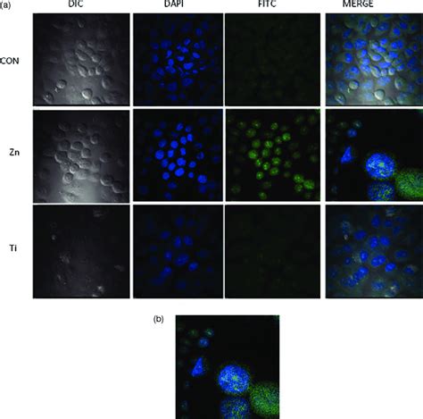 A Representative Confocal Microscopy Image Of Immunocytochemistry Of