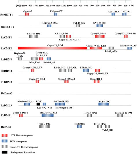 Map Of Tes Of R Communis C Mtase And Dna Demethylase Gene Promoters