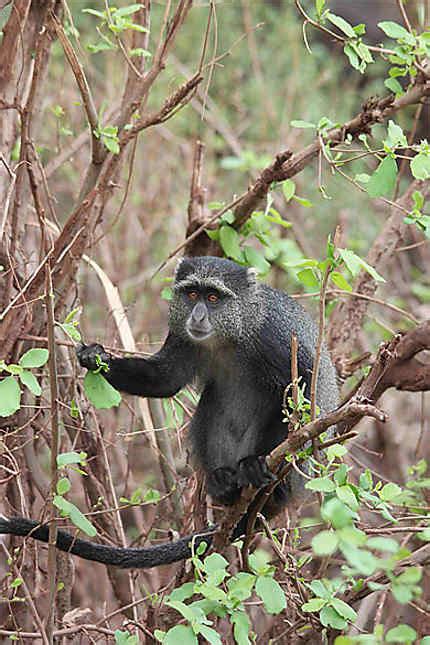 Singe Bleu Singes Animaux Animaux Parc National Du Lac Manyara