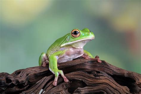 Premium Photo White Lipped Tree Frog Green Tree Frogs