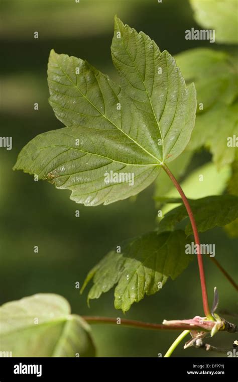 Hoja De Acer Pseudoplatanus Fotograf As E Im Genes De Alta Resoluci N