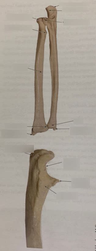 Ulna And Radius Diagram Quizlet