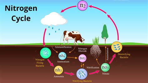 How Plants Obtain Nitrogen For Growth Abtl Enzymes