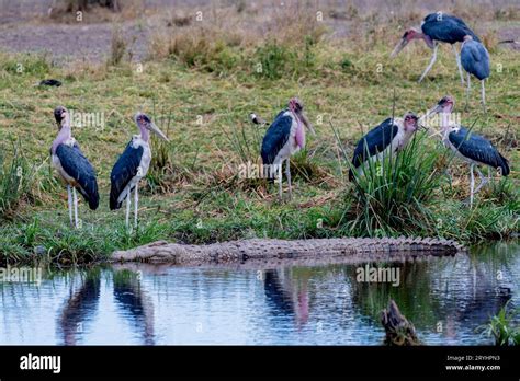 African Birds Serengeti Birds Hi Res Stock Photography And Images Alamy