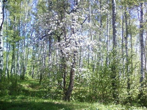 Весна в лесу - Фото Дом Солнца