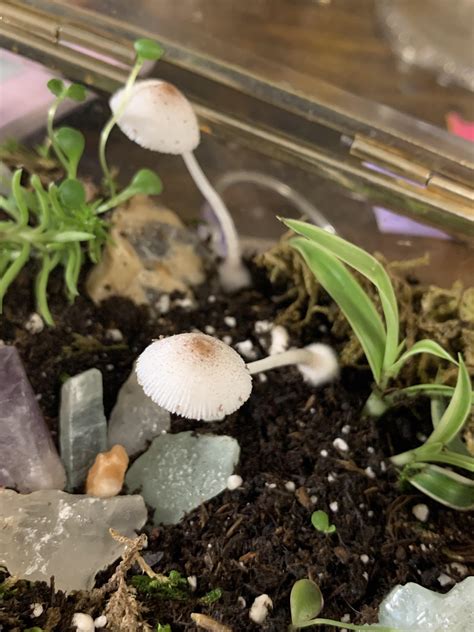 identify random mushrooms growing? : r/terrariums