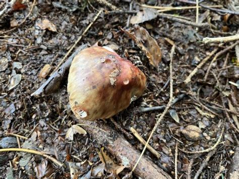 Identifying The Blusher Mushroom Amanita Rubescens Features Look