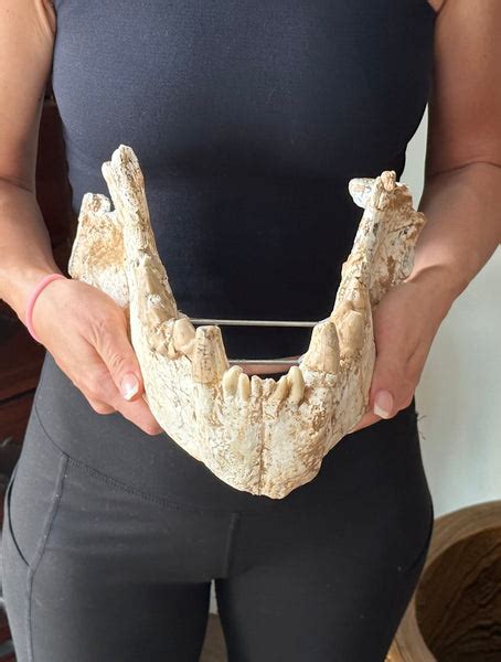 HUGE Dinocrocuta gigantea Skull and Jaw – Amazing Relics