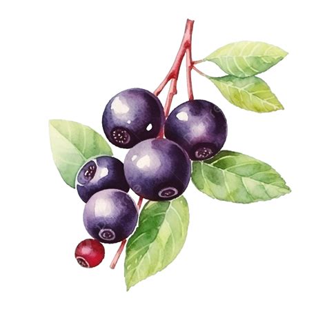 Watercolor Berry Acai Watercolor Berry Fruit Png Transparent Image