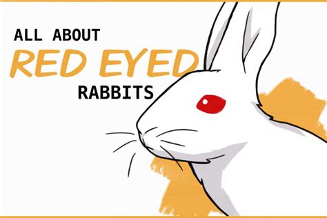 Why Do Some Rabbits Have Red Eyes?