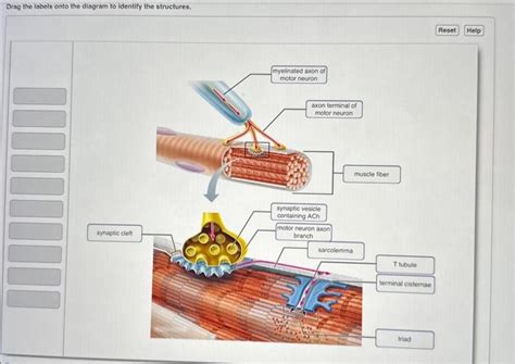 Solved Drag the labels onto the diagram to identify the | Chegg.com 