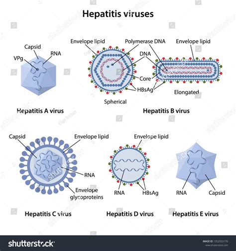 Hepatitis B Virus Diagram