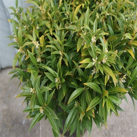 Sarcococca Hookeriana Himalayan Wonders Var Humilis Sa Siteone