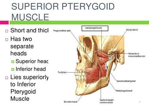 Pterygoid muscles