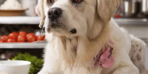 Top Foods to Avoid with Cushing's Disease in Dogs