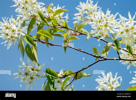 Amelanchier Lamarckii Snowy Mespilus Juneberry Blooming Shrub Stock