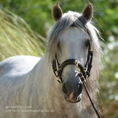 Original Qcv Elevage Lunging Cavesson