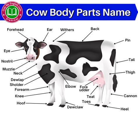 Cow Body Part Names In English With Diagram