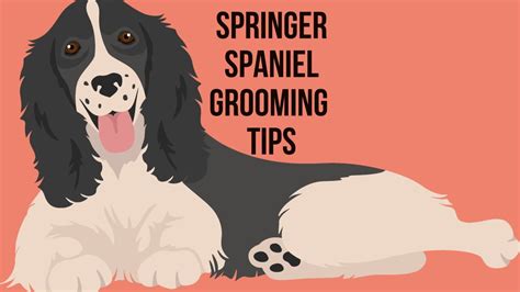 Springer Spaniel Grooming 5 Special Tips For Coat Care Oxford Pets