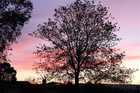 Tree In The Evening Stock Photo 02 Free Download