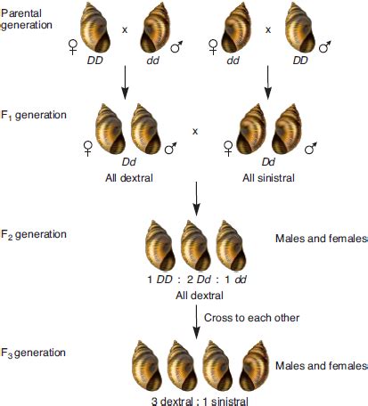 Figure Describes An Example Of A Maternal Effect Gene Chegg