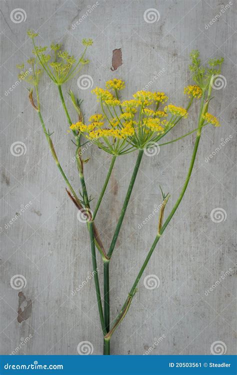 Anise flower stock image. Image of herbal, plate, health - 20503561
