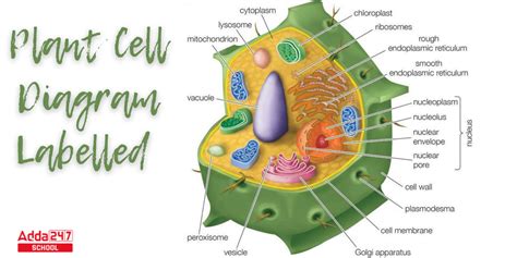 Plant Cell Definition, Structure, Function, Diagram & Types