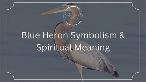 Blue Heron Symbolism Spirit Totem And Power Animal