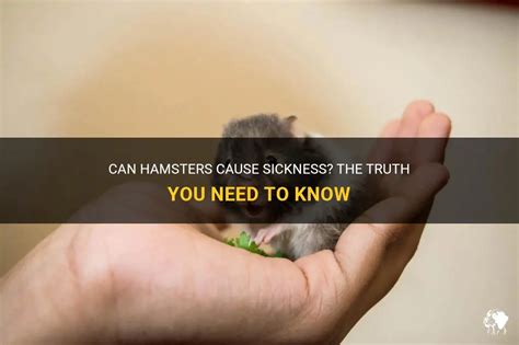 Can Hamsters Cause Sickness The Truth You Need To Know Petshun
