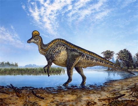 Corythosaurus Pictures & Facts - The Dinosaur Database