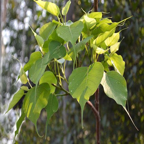 Ficus Religiosa/Peepal Tree - Avenue Trees – Exotic Flora