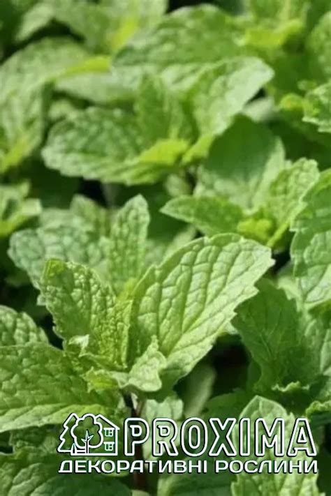 М’ята коктейльна Мохіто, ціна, купити Київ, Mentha nemorosa Mojito ...