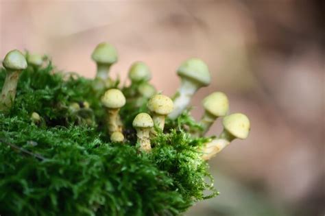 Hypholoma Fasciculare Cogumelos N O Comest Veis Venenosos Crescendo Em