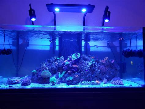 Build Thread - Joe's New reef setup | REEF2REEF Saltwater and Reef ...