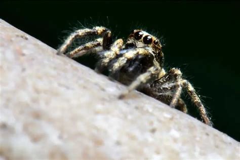 7 Largest Jumping Spiders In The World Spiders Planet