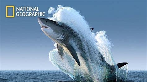 Sharks Jaws Great White The Big Five 2020 Hd National Geographic