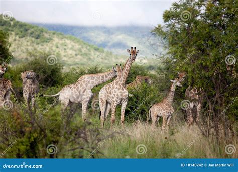 Herd of giraffe stock photo. Image of leaves, environment - 18140742