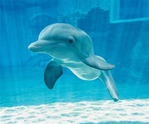 Winter The Dolphin In Critical Condition; Top Experts Consulted ...