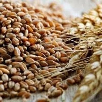 Embrapa E Be V O Desenvolver Cultivares De Triticale Para Produzir