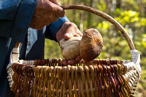 Va A Funghi E Perde L Orientamento Apprensione Per Un Enne Cosentino